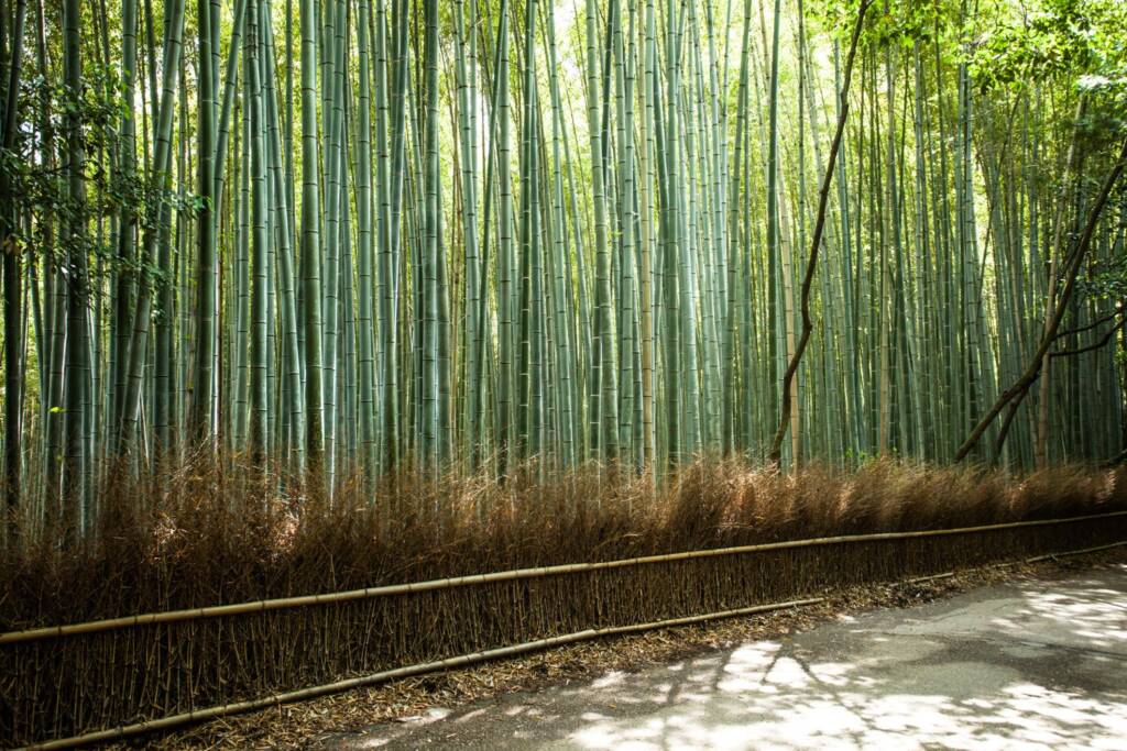KYOTO3